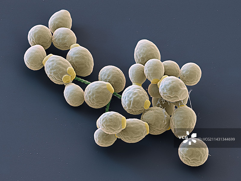 白色念珠菌酵母细胞，扫描电镜图片素材