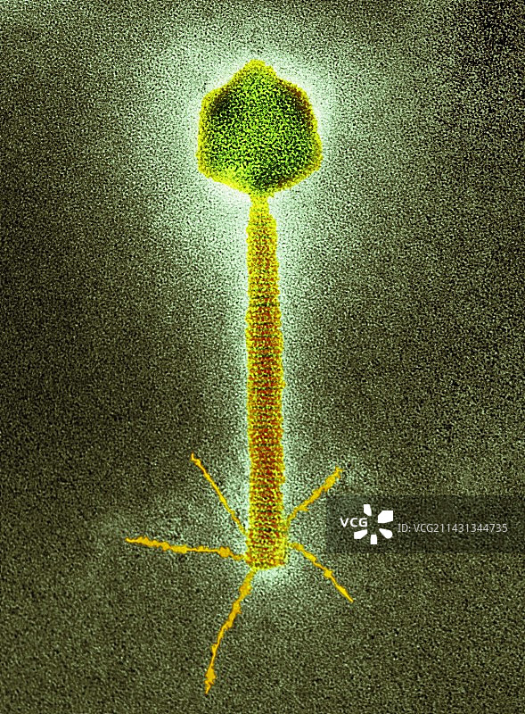 P1噬菌体,TEM图片素材