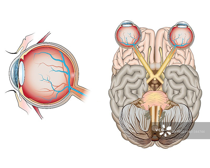 眼睛解剖结构插图图片素材