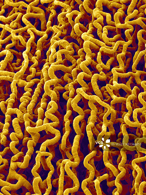 肌肉血管，扫描电镜图片素材