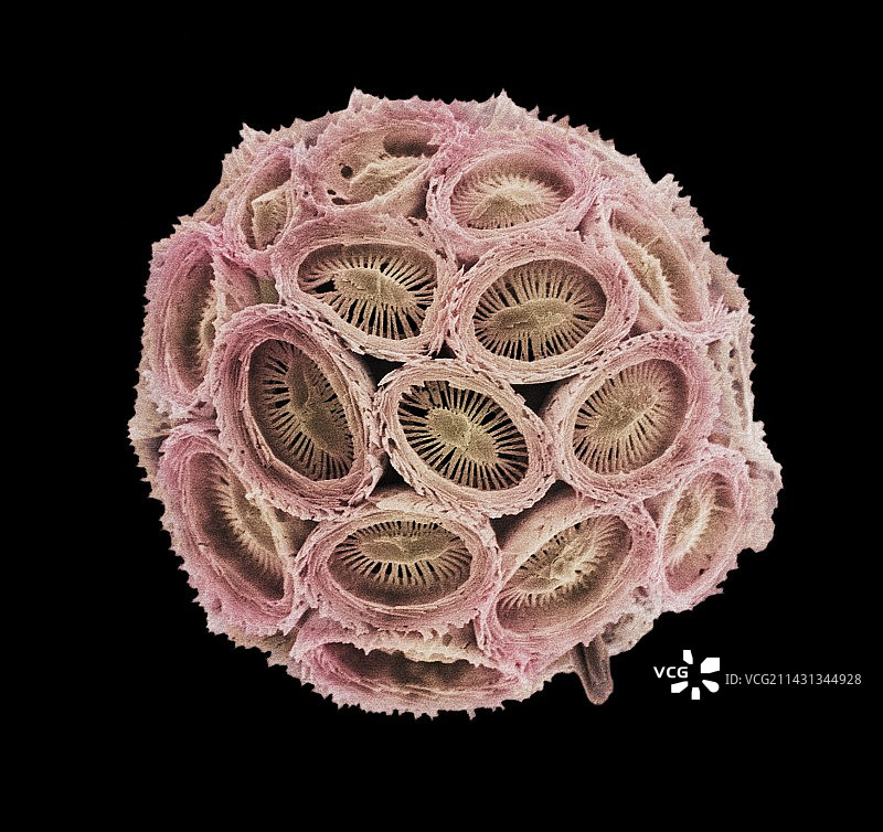 钙质浮游植物，扫描电镜图片素材