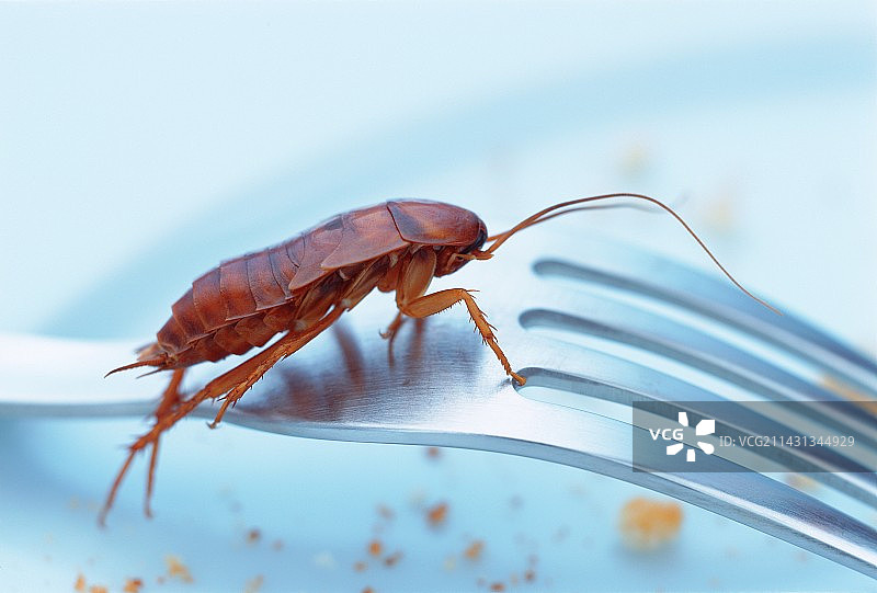 叉子上的蟑螂图片素材