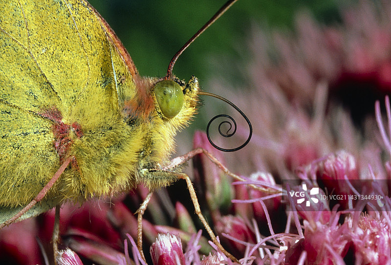 带喙的黄粉蝶微距照片图片素材