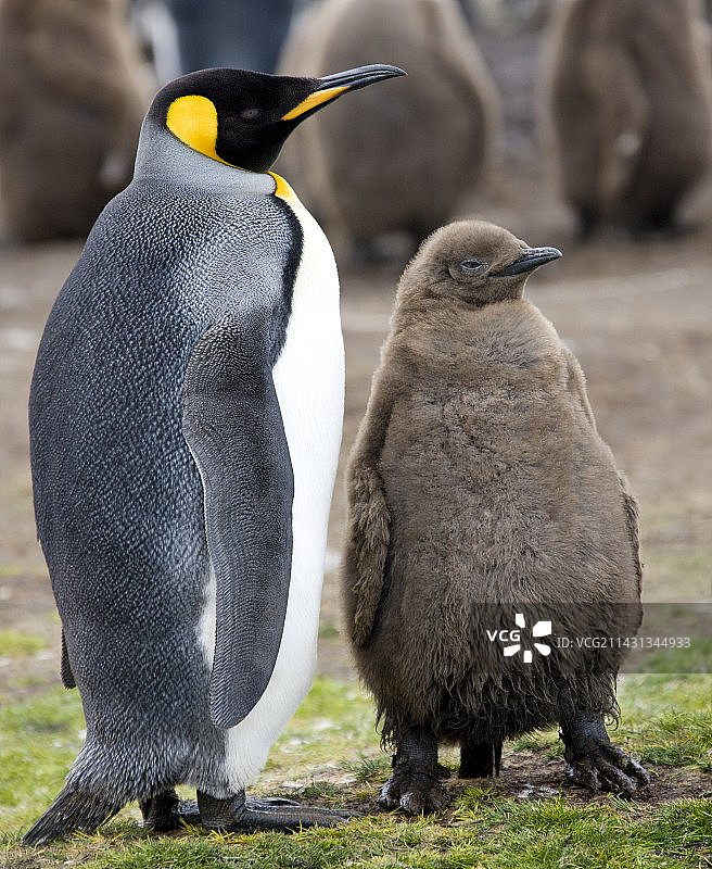 国王企鹅和幼崽图片素材