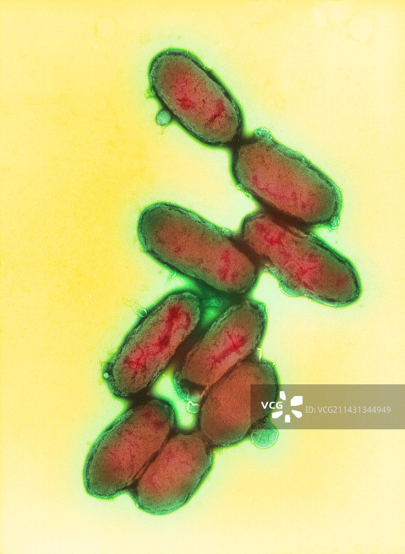 鼠疫耶尔森菌图片素材
