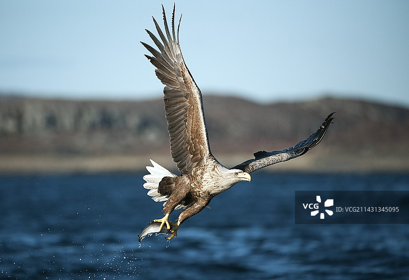白尾海雕捕猎图片素材