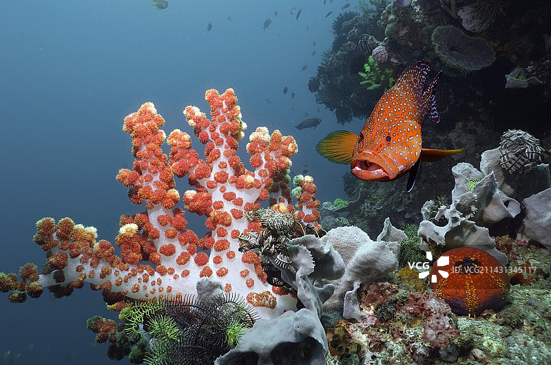 珊瑚石斑鱼图片素材