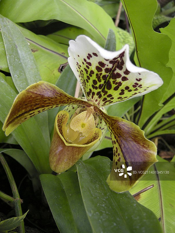 拖鞋兰图片素材