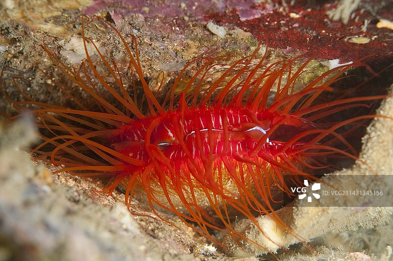 蛤蜊文件图片素材