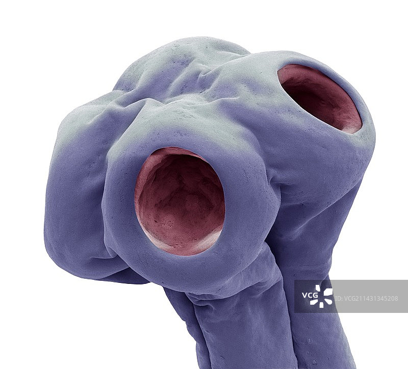 牛肉绦虫扫描电镜图图片素材