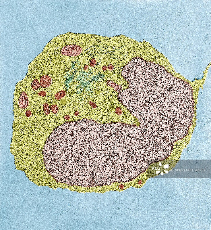 淋巴细胞，透射电镜图图片素材