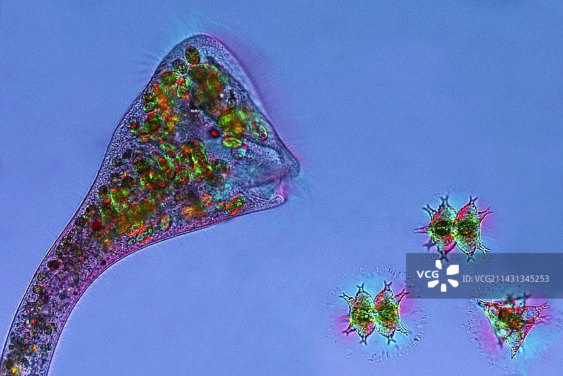 喇叭虫和鼓藻的显微照片图片素材