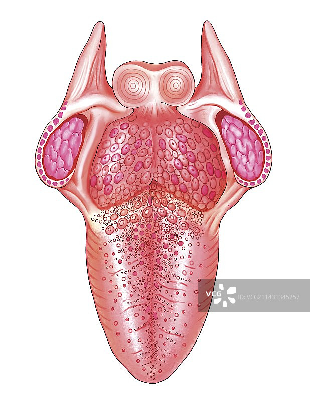 舌头结构图图片素材