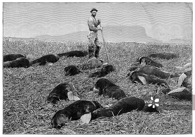 19世纪的北极海豹捕猎图片素材