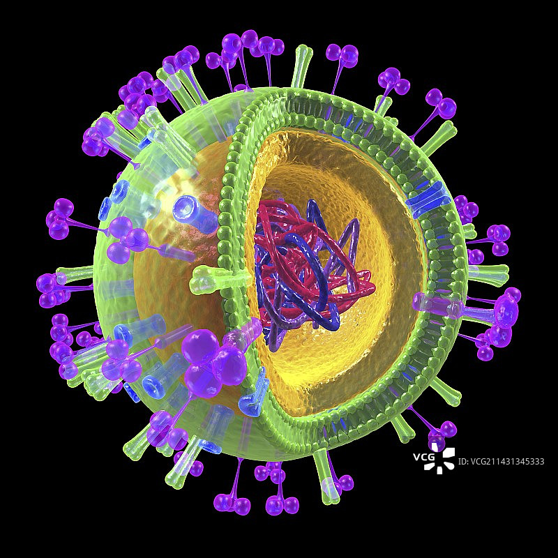 流感病毒结构艺术图图片素材