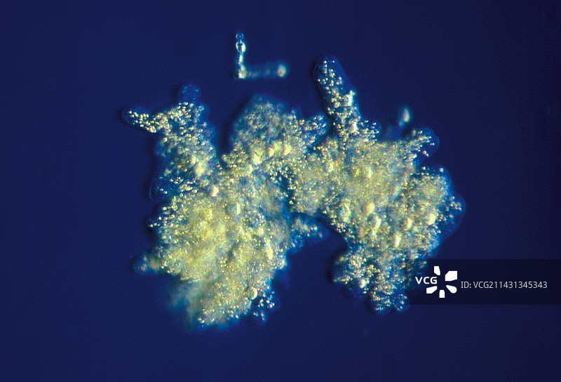 变形虫分裂，光学显微照片图片素材