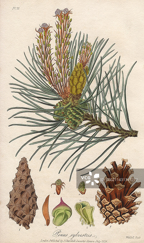 19世纪苏格兰松树插图图片素材