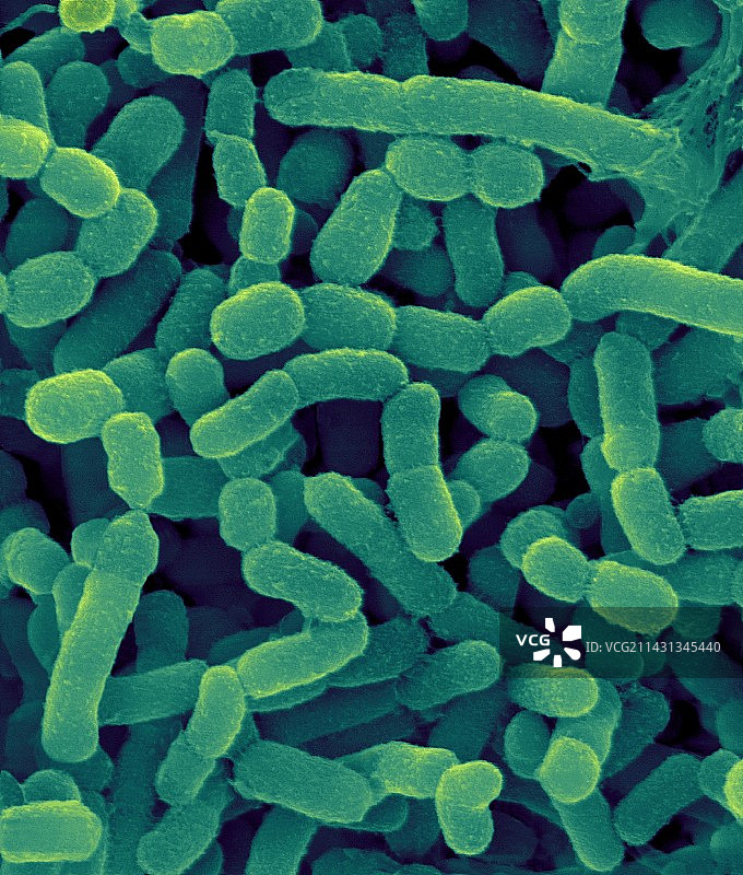 牛瘤胃细菌，SEM图像图片素材