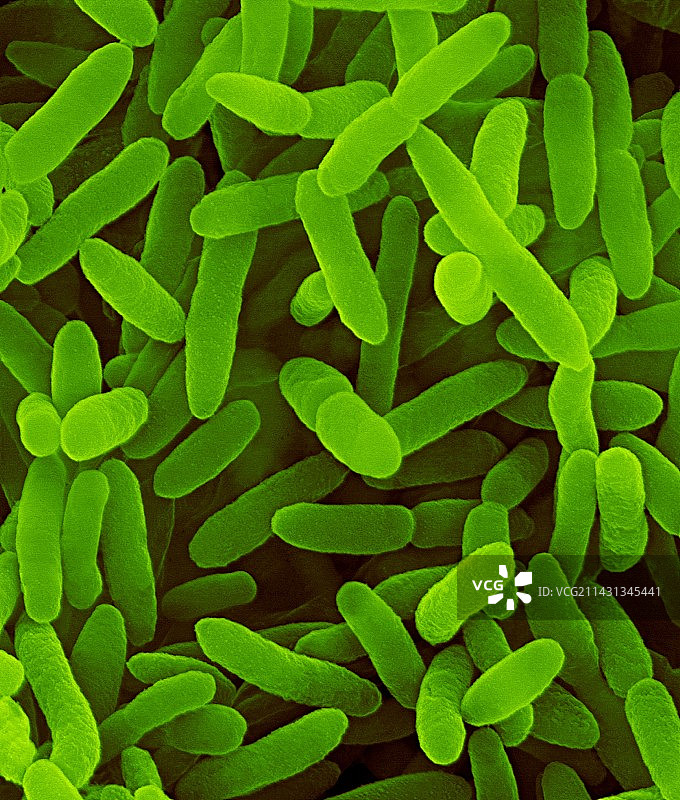 荧光假单胞菌，革兰氏阴性菌，扫描电镜图图片素材