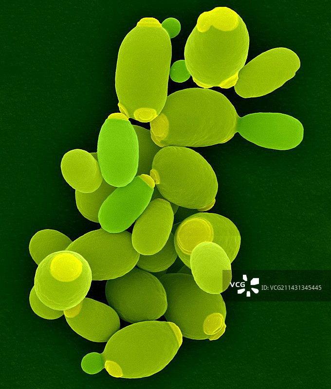 近平滑假丝酵母（扫描电镜）图片素材