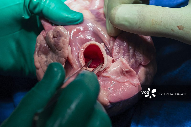 绵羊心脏解剖图片素材