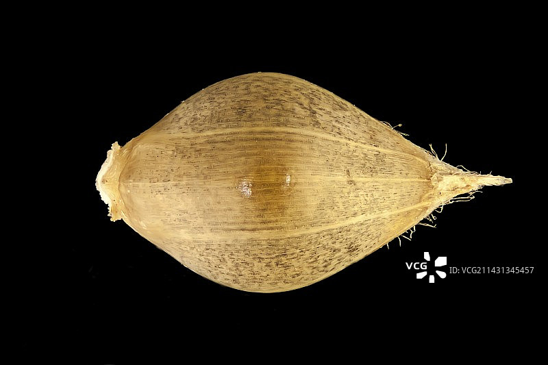 稗草种子图片素材