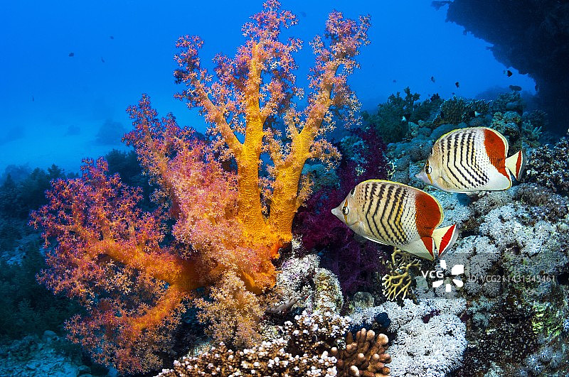 珊瑚礁上的柔软珊瑚和蝴蝶鱼图片素材