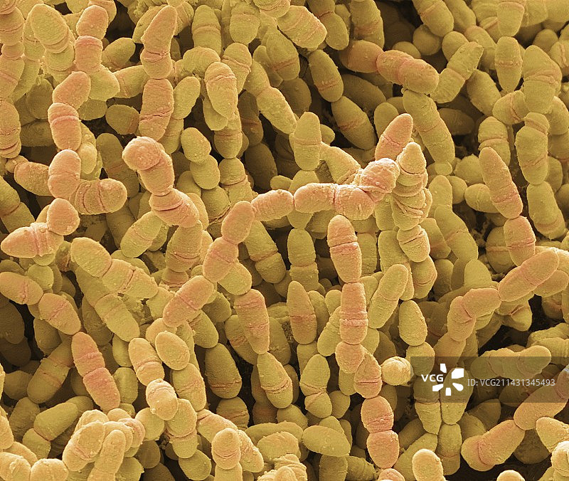 表皮葡萄球菌，SEM图片素材