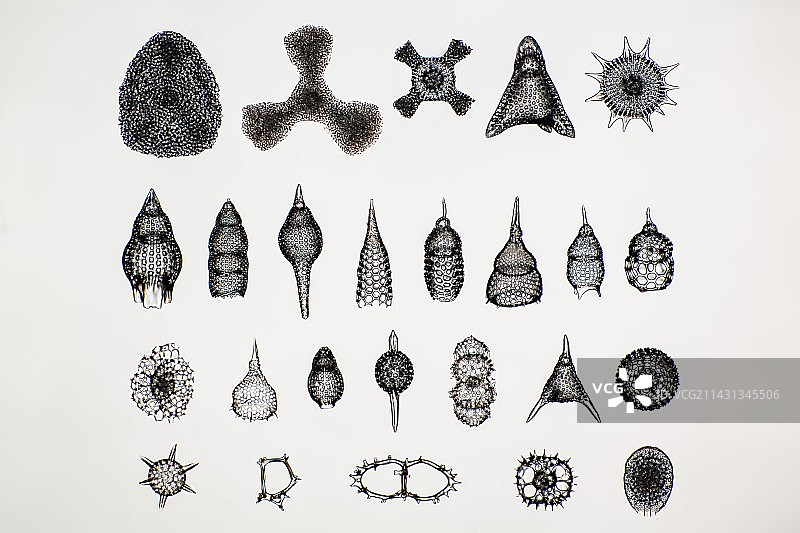 放射虫显微照片图片素材