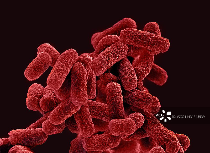 大肠杆菌，扫描电镜图片素材