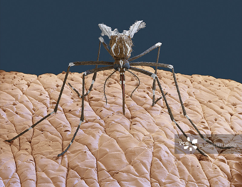 人皮肤上的黄热病蚊子，扫描电镜图片素材