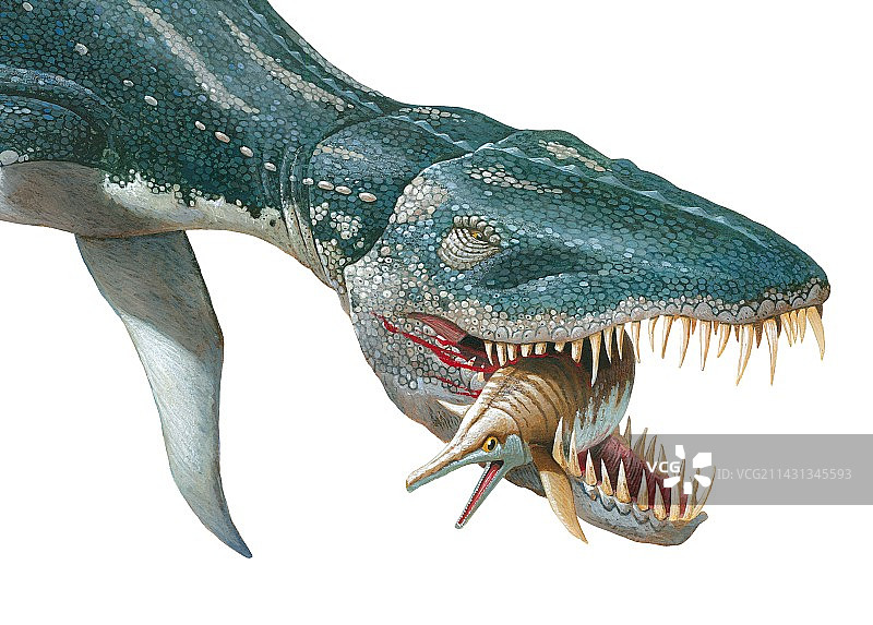 滑齿龙插画图片素材