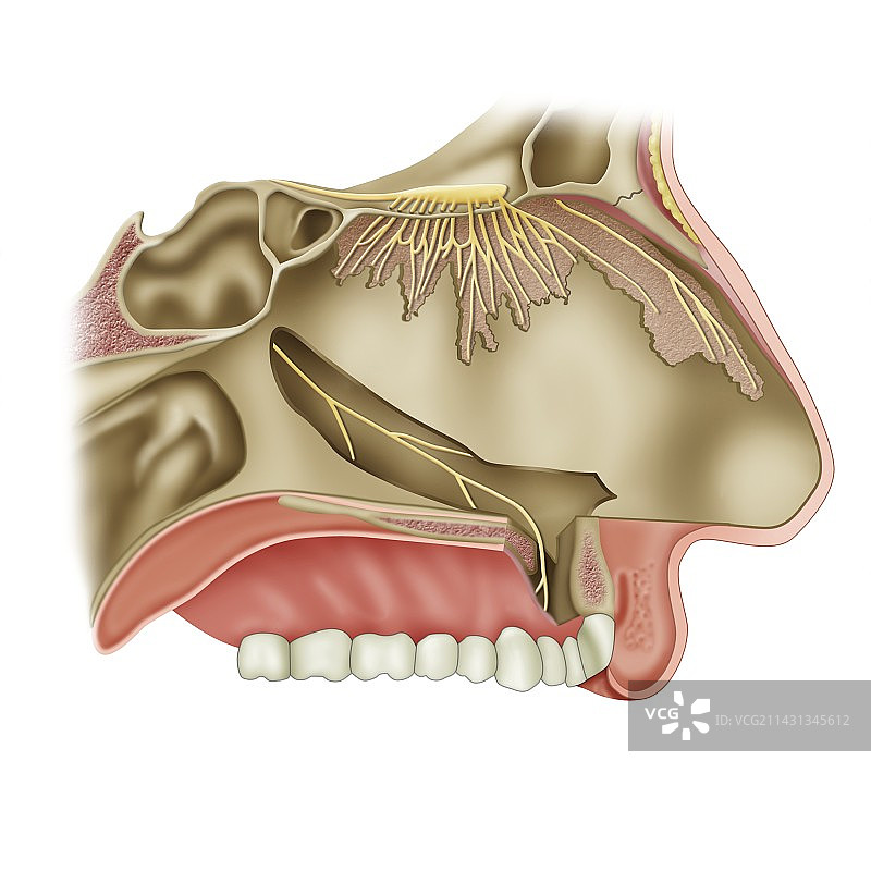 嗅神经解剖结构图图片素材