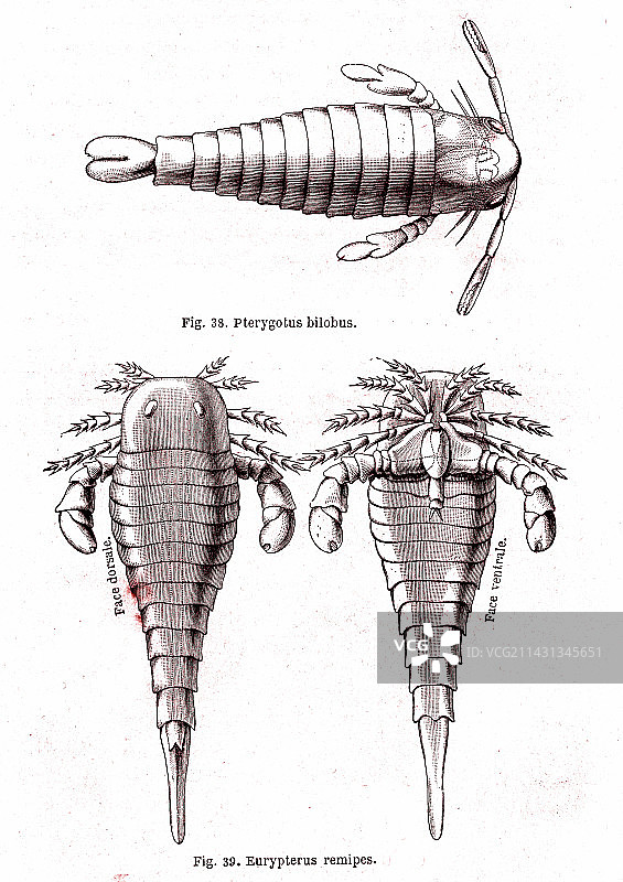 19世纪志留纪板足鲎化石图片素材