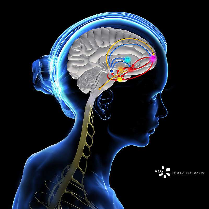 大脑奖励通路插图图片素材