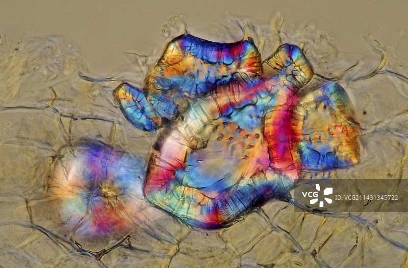 梨果石细胞显微照片图片素材