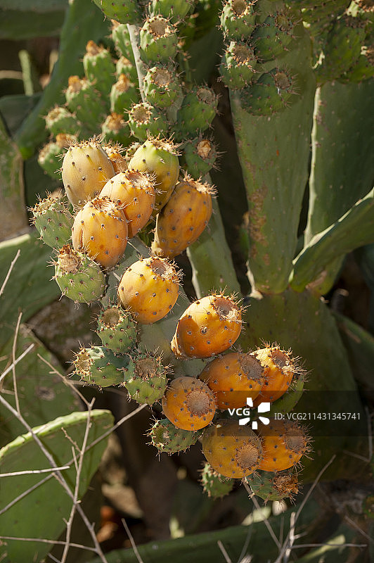 仙人掌果，以色列图片素材
