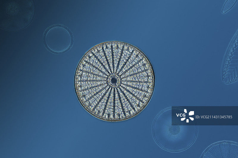 Arachnoidiscus sp.硅藻显微照片图片素材