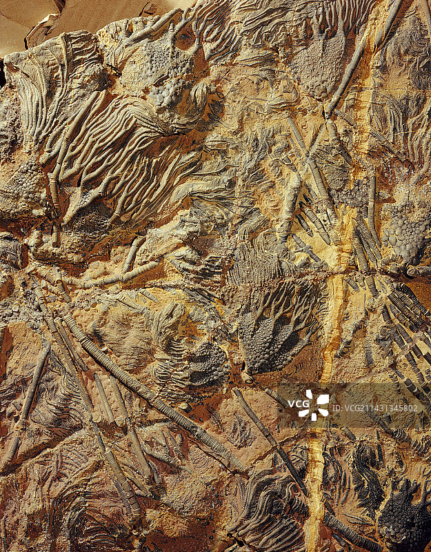 海百合化石图片素材