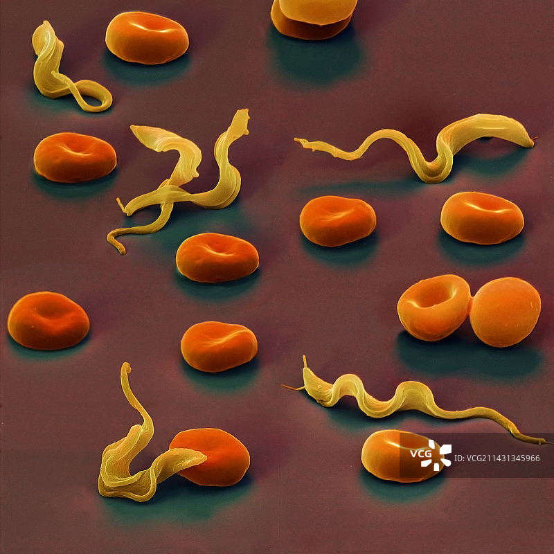 布氏锥虫原生动物的彩色扫描电镜图图片素材