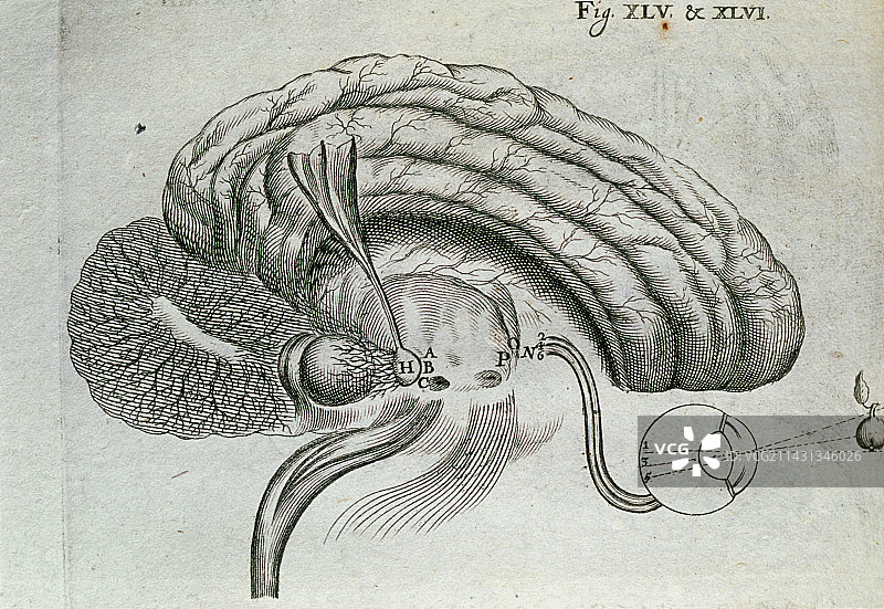 大脑和眼睛的视觉活动版画图片素材