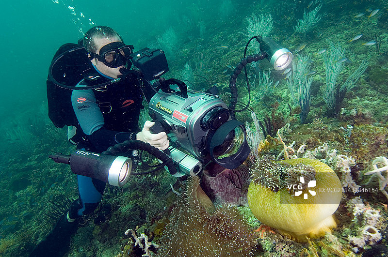 潜水员拍摄海葵图片素材