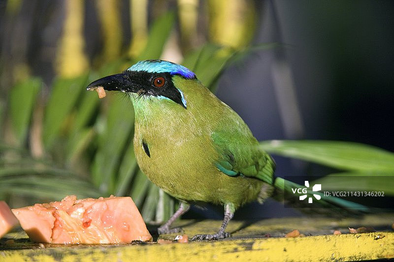 蓝冠Motmot鸟图片素材