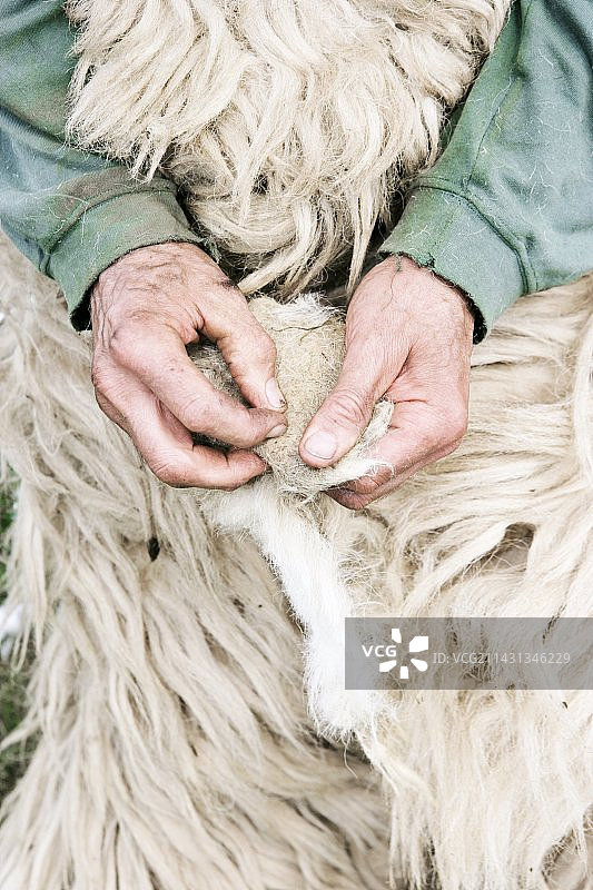 准备装袋的剪羊毛图片素材