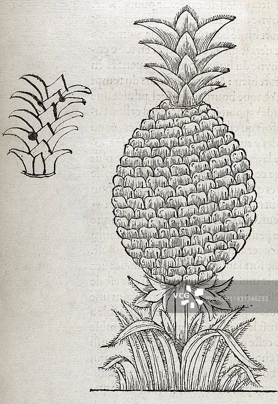 16世纪画作中的菠萝图片素材