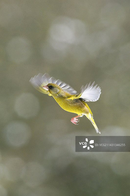 飞行中的雄性绿雀图片素材