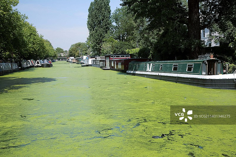 运河中的浮萍图片素材
