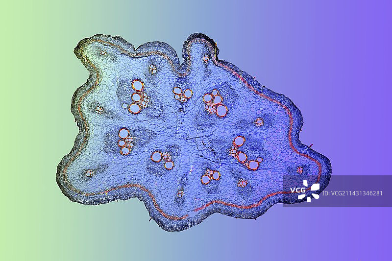 白升麻茎显微照片图片素材