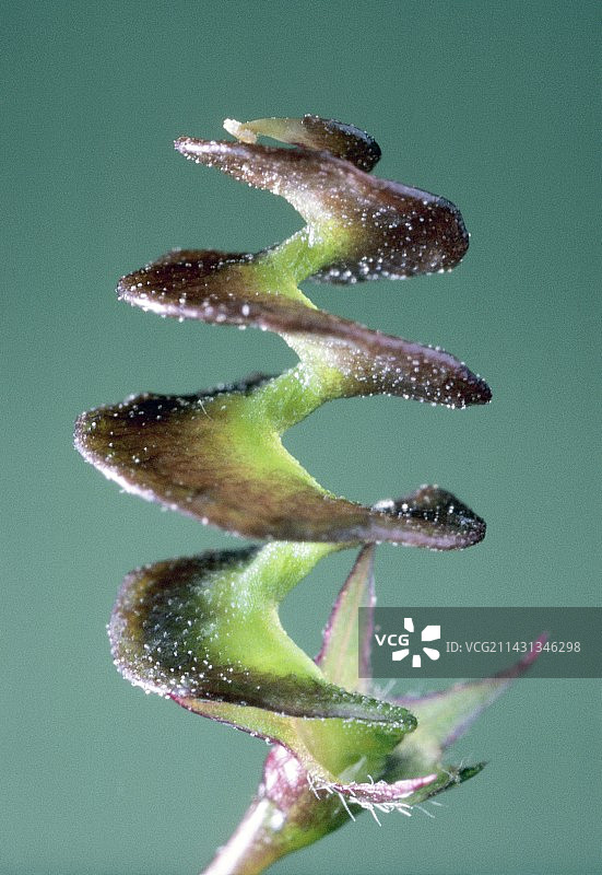 纽扣苜蓿图片素材