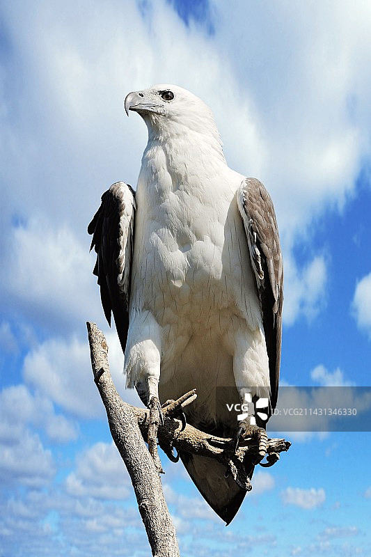 白腹海雕图片素材